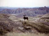Badlands South Dakota Deer Photographic Print by Chris Teso