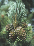 Close-Up of a Mountain Pine Tree (Pinus Uncinata) Photographic Print by A. Laurenti