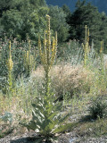 High Angle View of Great Mullein Plants (Verbascum Thapsus) Photographic Print by M. Giovanoli