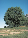 European Ash on a Landscape (Fraxinus Excelsior) Photographic Print by A. Laurenti
