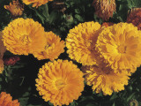 High Angle View of Pot Marigold Flowers (Calendula Officinalis) Photographic Print by A. Moreschi