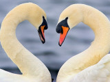 Love Swans Photographic Print by Darren Stone