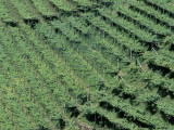 High Angle View of Vineyards, Verla Di Giovo, Cembra Valley, Trentino, Italy Photographic Print by R. Carnovalini