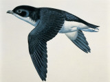 Close-Up of a Common Diving-Petrel Flying (Pelecanoides Urinatrix) Photographic Print