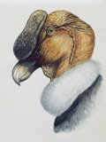 Close-Up of an Andean Condor (Vultur Gryphus), Photographic Print