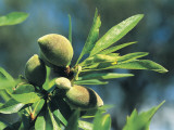 Close-Up of Almonds (Prunus Dulcis) Photographic Print by R. Sacco