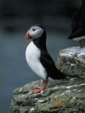 Close-Up of an Atlantic Puffin Perching on the Rock (Fratercula Arctica) Photographic Print by L. Maraldi