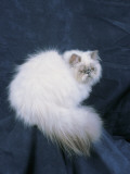 Close-Up of a Tortie Point Himalayan Cat Photographie par D. Robotti