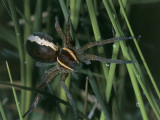 Raft Spider on the Grass (Dolomedes Fimbriatus) Fotografie-Druck von Christian Ricci