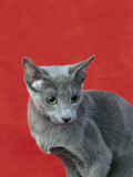 Close-Up of a Russian Blue Cat Photographie par D. Robotti