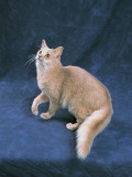 Close-Up of a Fawn Somali Cat Photographie par D. Robotti