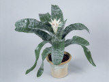 Close-Up of an Urn Plant (Aechmea Fasciata) Photographic Print by G. Cigolini Close-Up of an Urn Plant (Aechmea Fasciata) Photographic Print by G. Cigolini