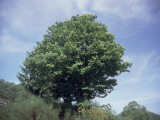 Low Angle View of a Sweet Chestnut (Castanea Sativa) Photographic Print by P. Puccinelli