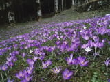 Crocus Flowers on Mountains, Reggio Apennines, Emilia-Romagna, Italy Photographic Print by R. Carnovalini