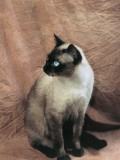 Close-Up of a Chocolate Point Siamese Cat Photographic Print by D. Robotti