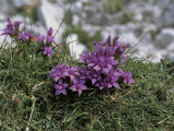 Close-Up of a Chiltern Gentian Flowers (Gentianella Germanica) Photographic Print by R. Carnovalini