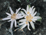 High Angle View of Edelweiss Flowers (Leontopodium Alpinum) Photographic Print by M. Giovanoli