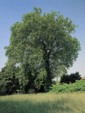 London Plane Tree in the Forest, Merate, Lombardy, Italy (Platanus Acerifolia) Photographie par A. Dagli Orti