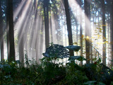 Autum Mood with Back Light Photographic Print by Dirk Heuer