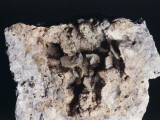 Close-Up of Tridymite Fotografisk trykk av C. Bevilacqua