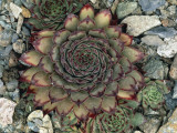 High Angle View of a Houseleek Plant (Sempervivum Cafe) Photographie par R. Sacco