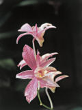 Close-Up of Cooktown Orchid Flowers (Dendrobium Phalaenopsis) Photographie par R. Sacco