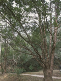 Camphor Laurel Tree in a Garden, Kathmandu, Nepal (Cinnamomum Camphora) Fotografisk trykk av W. Buss Camphor Laurel Tree in a Garden, Kathmandu, Nepal (Cinnamomum Camphora) Fotografisk trykk av W. Buss