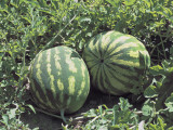 Two Watermelons in a Field (Citrullus Vulgaris) Photographie par D. Dagli Orti