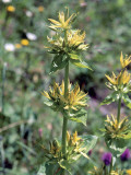 Close-Up of Great Yellow Gentian Flowers (Gentiana Lutea) Photographic Print by R. Sacco