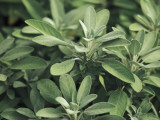 Close-Up of Common Sage Plants (Salvia Officinalis) Photographic Print by B. De Candia