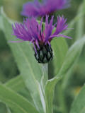 Close-Up of Perennial Cornflowers (Centaurea Montana) Photographie par R. Sacco