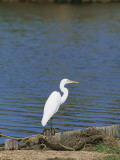 Side Profile of an Egret Fotografisk trykk av W. Buss Side Profile of an Egret Fotografisk trykk av W. Buss