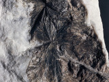 Close-Up of Hedenbergite Photographic Print by A. Rizzi