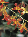Close-Up of Brown Derby Flowers Photographie par R. Sacco