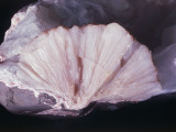 Close-Up of Stilbite Fotografisk trykk av C. Bevilacqua