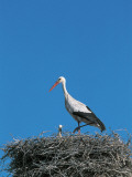 White Stork with its Young in a Nest (Ciconia Ciconia) Photographic Print by W. Buss