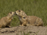 South Dakota, Badlands National Park, a Mother, Right, Enjoys a Moment of Play Photographic Print by G. Richard Kettlewell