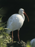 Close-Up of a White Ibis, Usa (Eudocimus Albus) Photographic Print