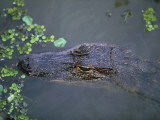 High Angle View of an Alligator, Louisiana, Usa Photographic Print by W. Buss