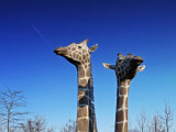 Giraffe Statue Impressão fotográfica por Ellen Van Bodegom