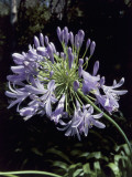 Close-Up of Agapanthus Flowers Photographie par D. Dagli Orti