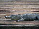 Side Profile of an Alligator, Louisiana, Usa Fotografisk trykk av W. Buss Side Profile of an Alligator, Louisiana, Usa Fotografisk trykk av W. Buss