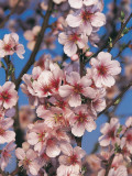 Close-Up of Peach Blossom Flowers (Prunus Persica) Photographic Print by S. Montanari