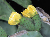 Close-Up of Indian Fig Opuntia Flowers (Opuntia Ficus-Indica) Photographic Print by R. Sacco