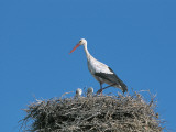 White Stork with its Young in a Nest (Ciconia Ciconia) Photographic Print by W. Buss