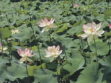 Close-Up of Sacred Lotuses (Nelumbo Nucifera) Photographie par R. Sacco