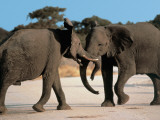 Side Profile of Two African Elephants Playing, Etosha National Park, Namibia Fotografisk trykk av S. Boustani Side Profile of Two African Elephants Playing, Etosha National Park, Namibia Fotografisk trykk av S. Boustani