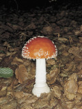 Close-Up of a Fly Agaric (Amanita Muscaria) Photographic Print by M. Giovanoli