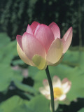 Close-Up of a Sacred Lotus (Nelumbo Nucifera) Photographic Print by R. Sacco