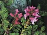 Rhododendron Flowers Growing in a Field (Rhododendron Hirsute) Photographic Print by M. Giovanoli